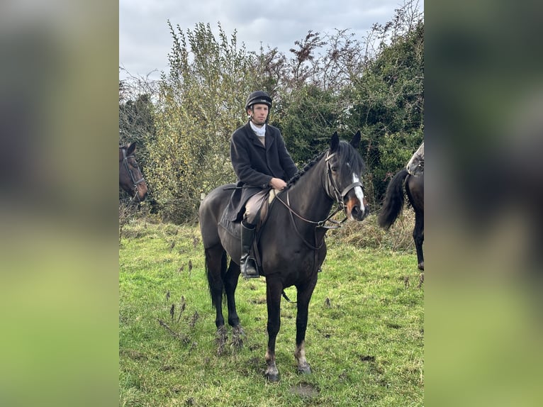 Irlandzki koń sportowy Wałach 6 lat 150 cm Ciemnogniada in Kildare