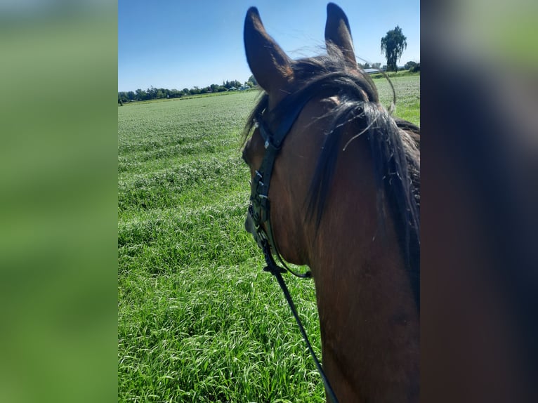 Irlandzki koń sportowy Wałach 6 lat 155 cm Gniada in Velpke