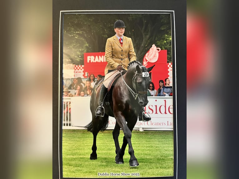 Irlandzki koń sportowy Wałach 6 lat 158 cm Kara in Wexford, Ireland