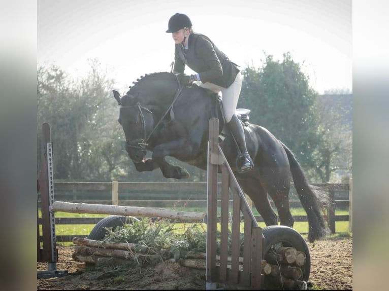 Irlandzki koń sportowy Wałach 6 lat 158 cm Kara in Wexford, Ireland