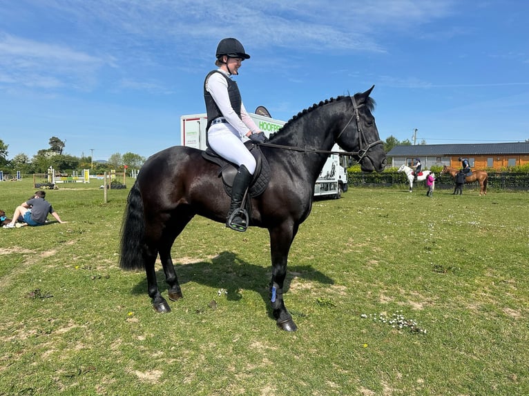 Irlandzki koń sportowy Wałach 6 lat 158 cm Kara in Wexford, Ireland