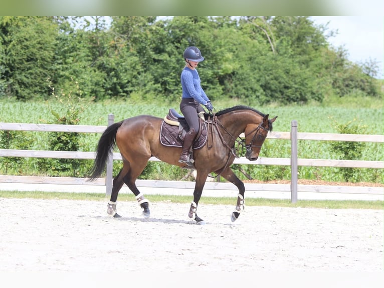 Irlandzki koń sportowy Wałach 6 lat 160 cm Gniada in Pepingen