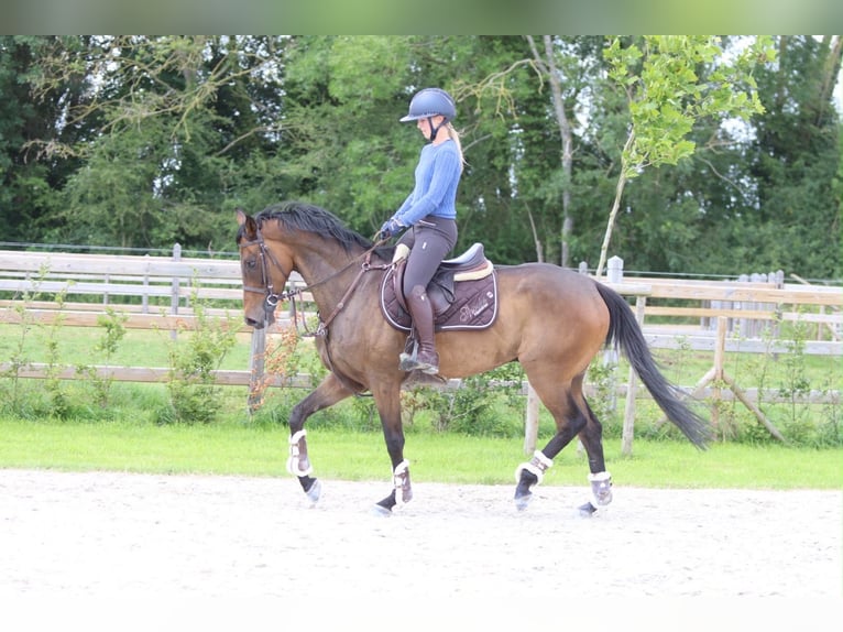 Irlandzki koń sportowy Wałach 6 lat 160 cm Gniada in Pepingen