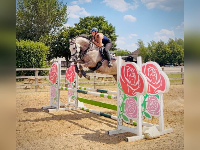 Irlandzki koń sportowy Wałach 6 lat 160 cm Siwa in grantham, Lincs