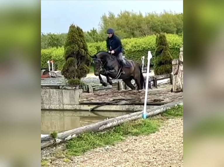 Irlandzki koń sportowy Wałach 6 lat 169 cm Ciemnogniada in Hof