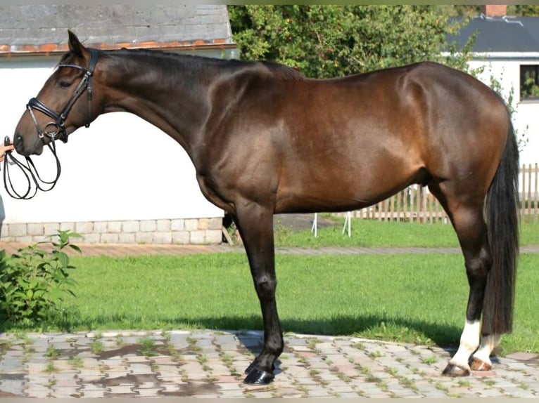 Irlandzki koń sportowy Wałach 6 lat 169 cm Ciemnogniada in Hof
