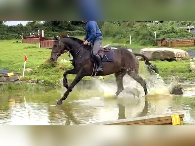 Irlandzki koń sportowy Wałach 6 lat 169 cm Ciemnogniada in Hof