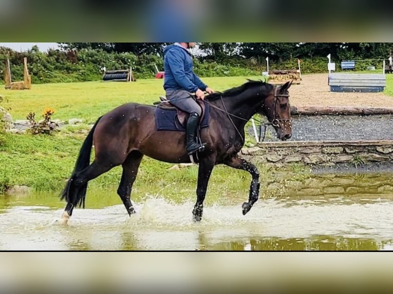 Irlandzki koń sportowy Wałach 6 lat 169 cm Ciemnogniada in Hof