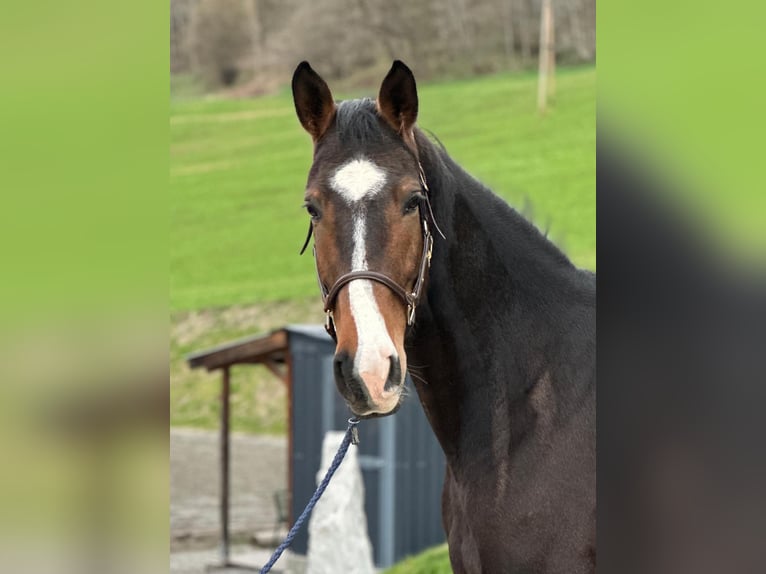 Irlandzki koń sportowy Wałach 6 lat 169 cm Gniada in Oerel