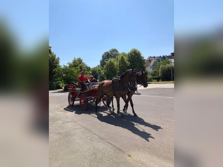 Irlandzki koń sportowy Wałach 6 lat 169 cm Gniada in Oerel