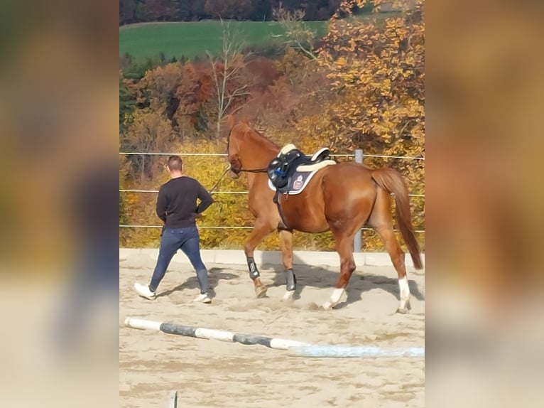 Irlandzki koń sportowy Wałach 6 lat Kasztanowata in Pöllau