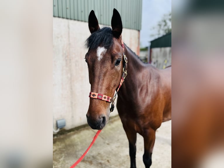 Irlandzki koń sportowy Wałach 7 lat 148 cm Gniada in Sligo