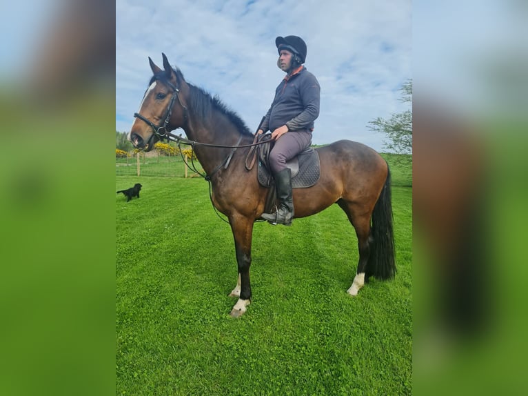 Irlandzki koń sportowy Wałach 7 lat 163 cm Gniada in Belfast