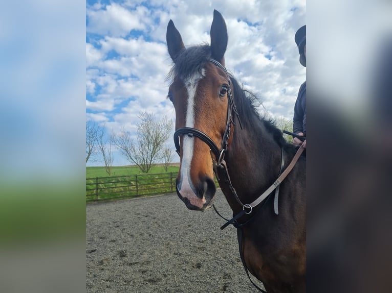 Irlandzki koń sportowy Wałach 7 lat 163 cm Gniada in Belfast