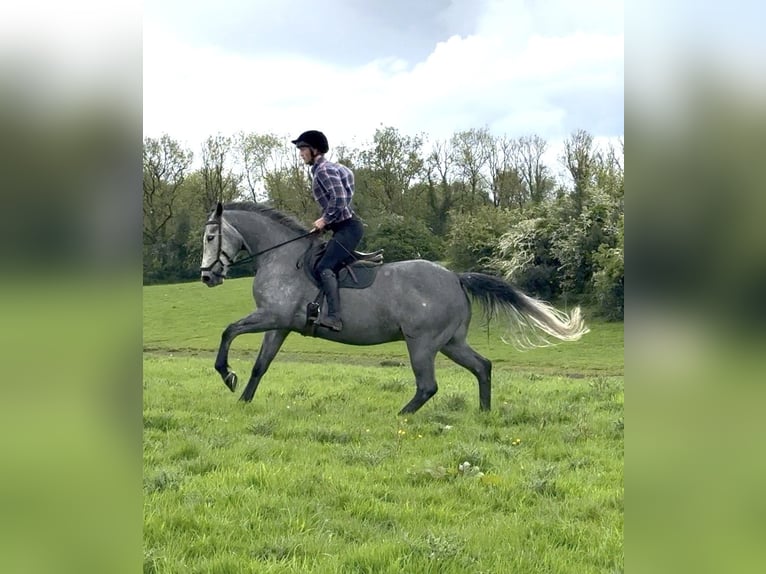 Irlandzki koń sportowy Wałach 7 lat 166 cm Siwa jabłkowita in Westmeath