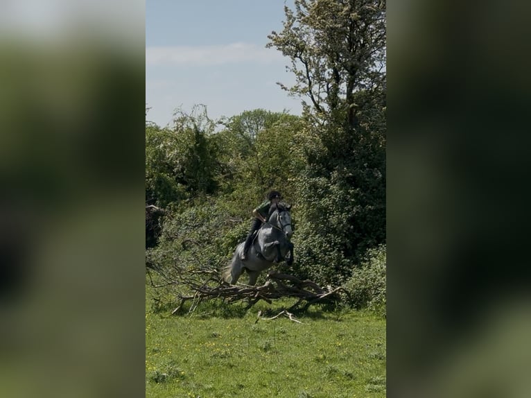 Irlandzki koń sportowy Wałach 7 lat 166 cm Siwa jabłkowita in Westmeath