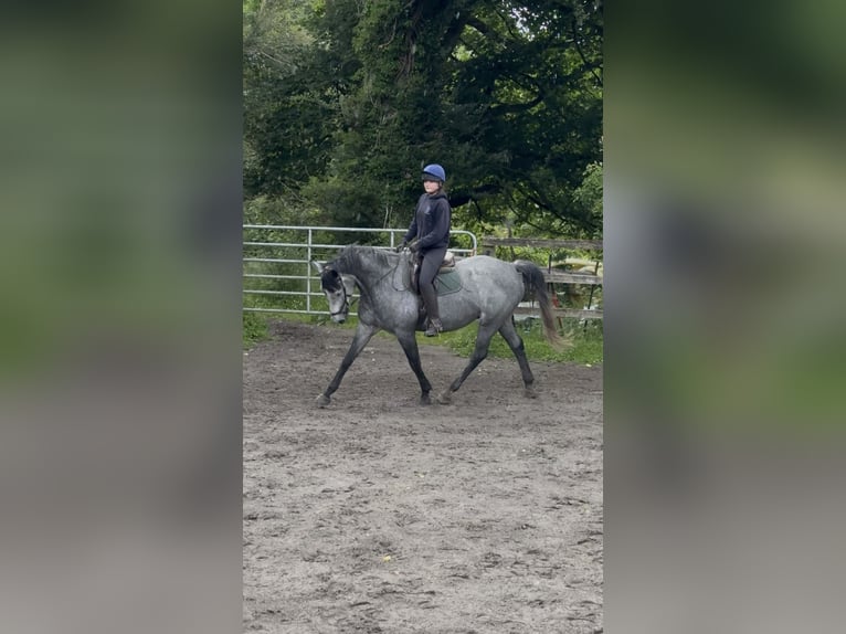 Irlandzki koń sportowy Wałach 7 lat 166 cm Siwa jabłkowita in Westmeath