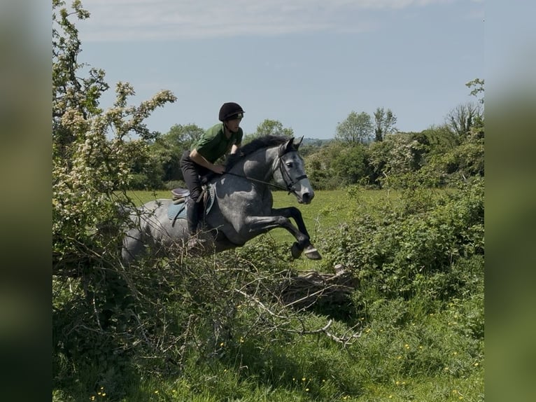 Irlandzki koń sportowy Wałach 7 lat 166 cm Siwa jabłkowita in Westmeath