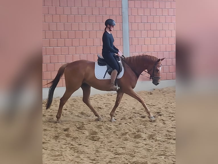 Irlandzki koń sportowy Wałach 7 lat 168 cm Kasztanowata in Lage