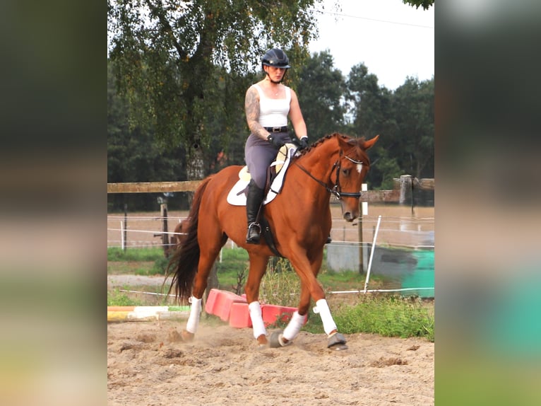 Irlandzki koń sportowy Mix Wałach 7 lat 168 cm Kasztanowata in Uelsen