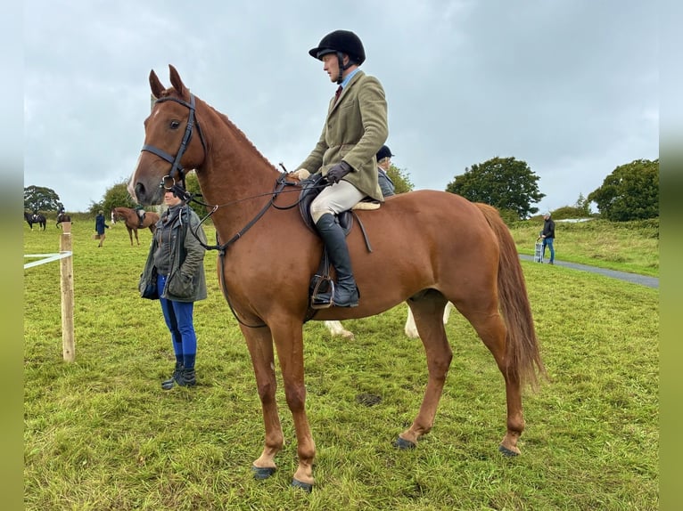 Irlandzki koń sportowy Wałach 7 lat 171 cm Ciemnokasztanowata in Westmeath