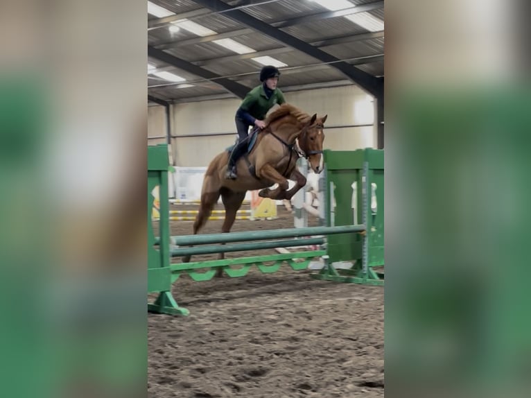 Irlandzki koń sportowy Wałach 7 lat 171 cm Ciemnokasztanowata in Westmeath