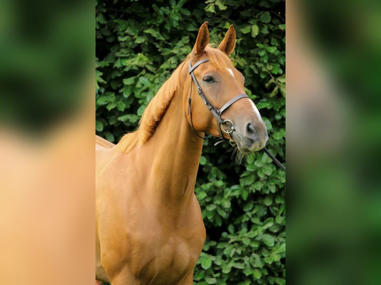 Irlandzki koń sportowy Wałach 7 lat 173 cm Kasztanowata in Groesbeek
