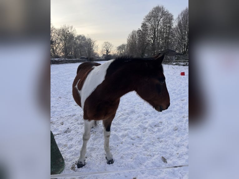 Irlandzki koń sportowy Mix Wałach 8 lat 149 cm Srokata in Hannover