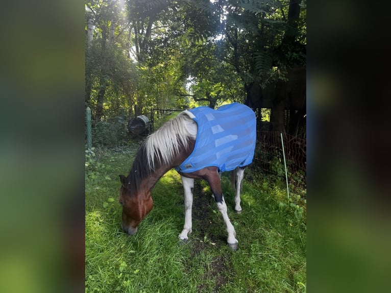 Irlandzki koń sportowy Mix Wałach 8 lat 149 cm Srokata in Hannover