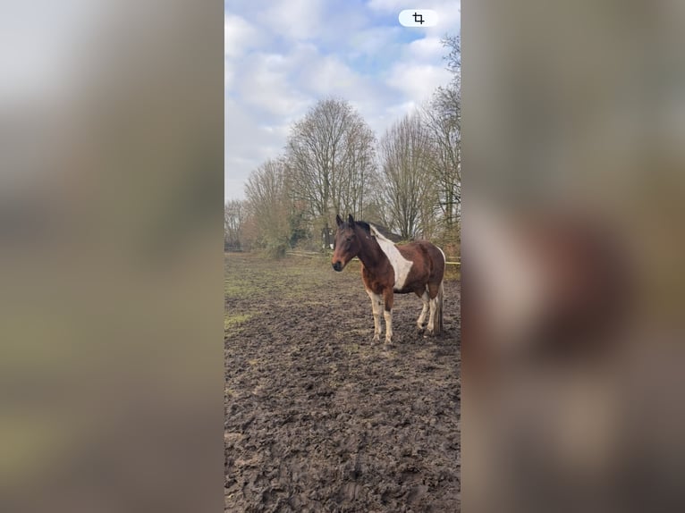 Irlandzki koń sportowy Mix Wałach 8 lat 149 cm Srokata in Hannover