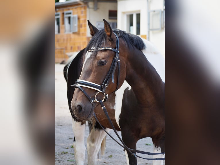 Irlandzki koń sportowy Mix Wałach 8 lat 157 cm Srokata in Schwabach