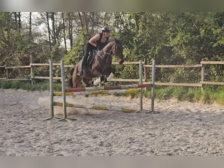 Irlandzki koń sportowy Wałach 8 lat 160 cm Skarogniada in Wachtendonk