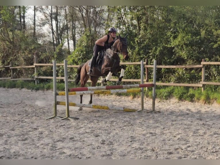 Irlandzki koń sportowy Wałach 8 lat 160 cm Skarogniada in Wachtendonk