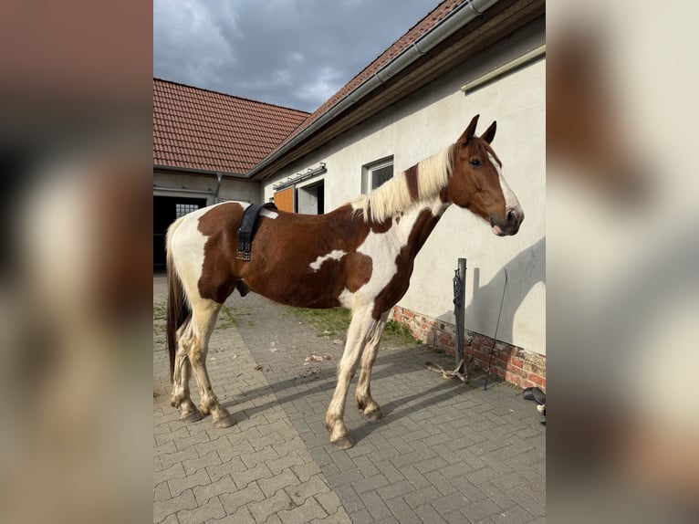 Irlandzki koń sportowy Wałach 8 lat 160 cm Srokata in Rückersdorf