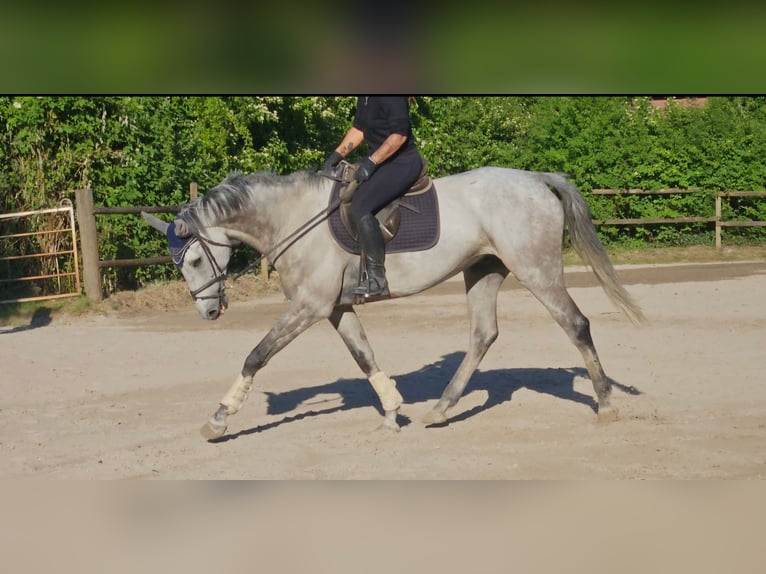 Irlandzki koń sportowy Wałach 8 lat 168 cm Siwa jabłkowita in Wachtendonk