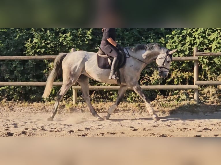 Irlandzki koń sportowy Wałach 8 lat 168 cm Siwa jabłkowita in Wachtendonk