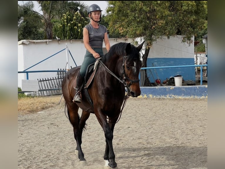 Irlandzki koń sportowy Mix Wałach 8 lat 170 cm Ciemnogniada in Malaga