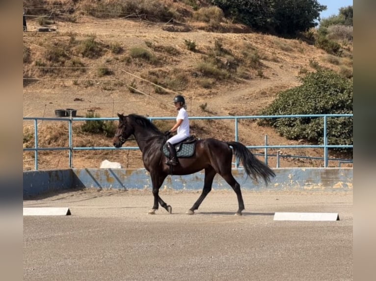 Irlandzki koń sportowy Mix Wałach 8 lat 170 cm Ciemnogniada in Malaga