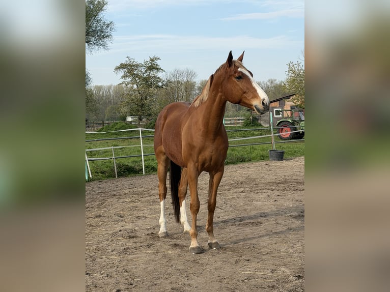 Irlandzki koń sportowy Wałach 8 lat 172 cm Kasztanowata in Oberhausen-Rheinhausen