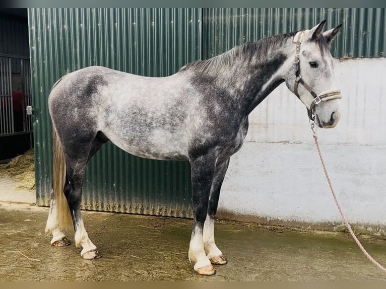 Irlandzki koń sportowy Wałach 8 lat 173 cm Siwa in Sligo