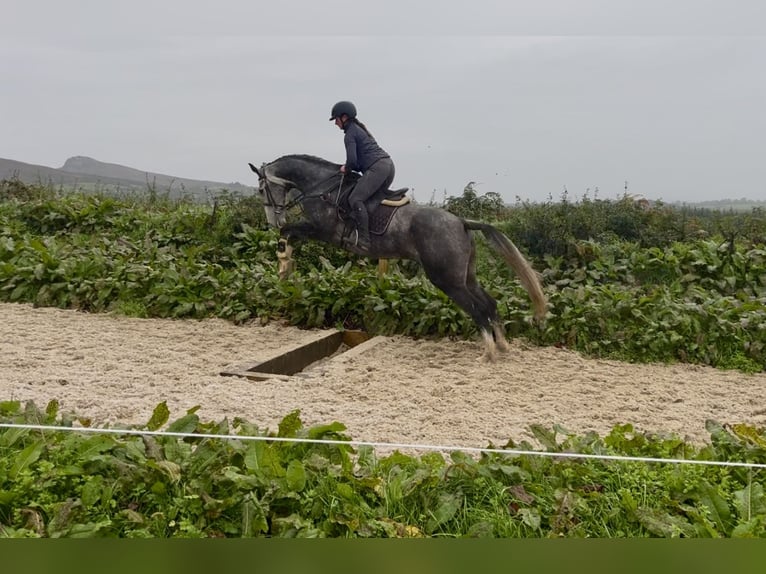 Irlandzki koń sportowy Wałach 8 lat 173 cm Siwa in Sligo