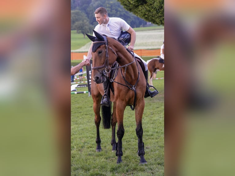 Irlandzki koń sportowy Wałach 8 lat 177 cm Gniada in Bronschhofen
