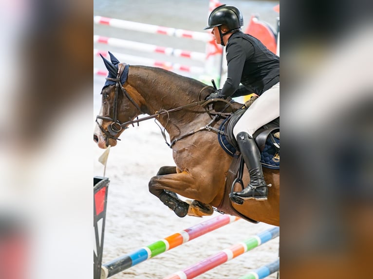 Irlandzki koń sportowy Wałach 8 lat Gniada in Alytus