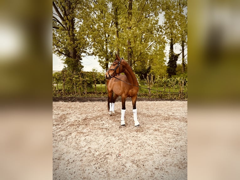 Irlandzki koń sportowy Wałach 8 lat Gniada in Maikammer