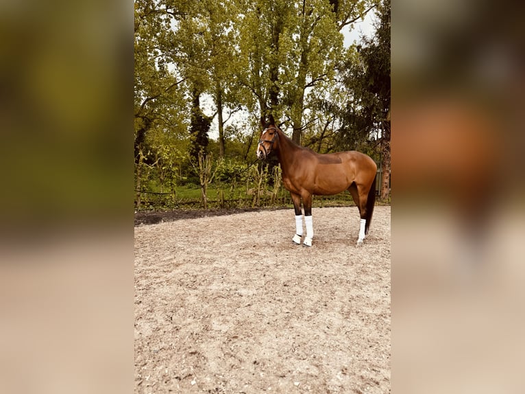 Irlandzki koń sportowy Wałach 8 lat Gniada in Maikammer