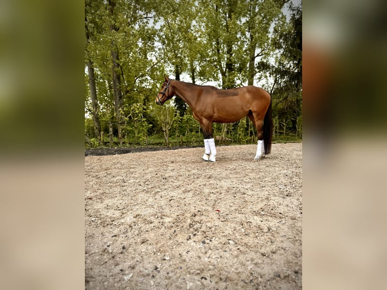 Irlandzki koń sportowy Wałach 8 lat Gniada in Maikammer