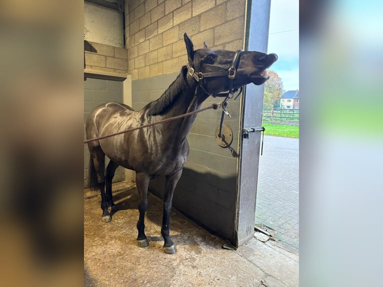 Irlandzki koń sportowy Wałach 9 lat 155 cm Kara in Wommelgem