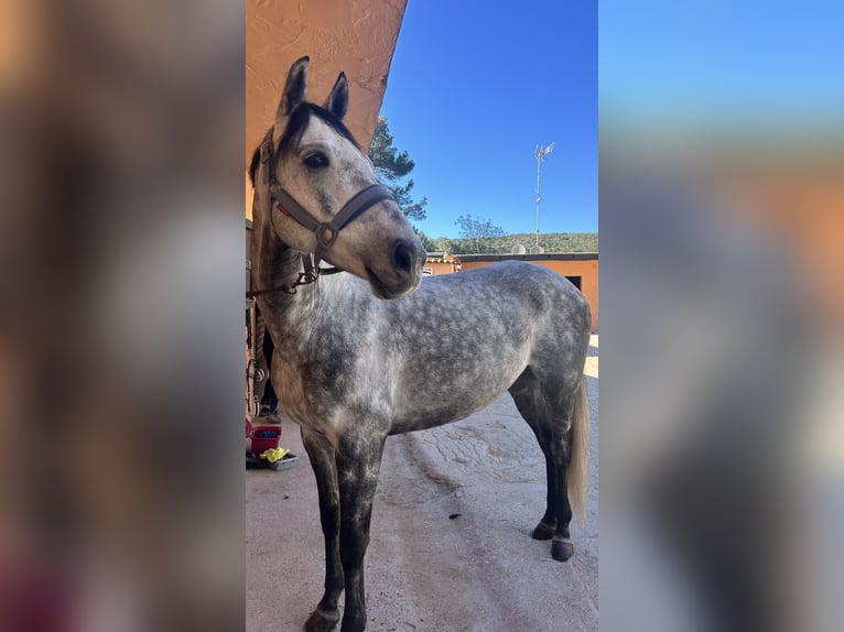 Irlandzki koń sportowy Wałach 9 lat 163 cm Karodereszowata in Santa Eul&#xE0;ria des Riu