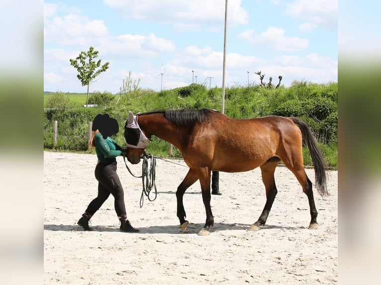Irlandzki koń sportowy Wałach 9 lat 165 cm Gniada in Korbach