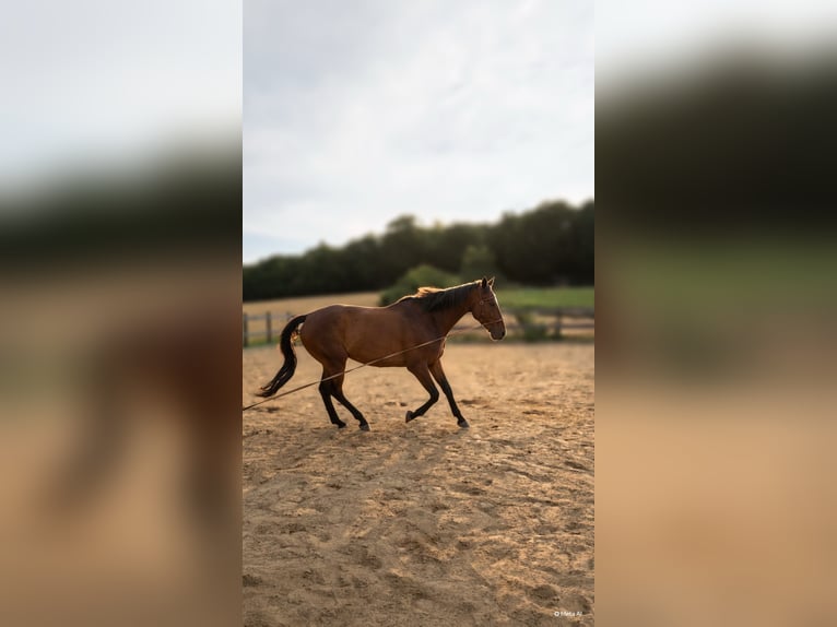 Irlandzki koń sportowy Wałach 9 lat 165 cm Gniada in Wolfhagen
